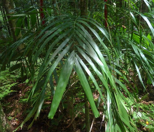Linospadix monostachyus (Walking stick palm) (alternate view 5)