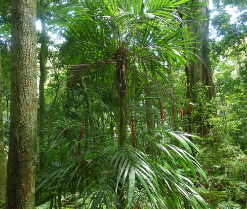Linospadix monostachyus (Walking stick palm) (alternate view 4)