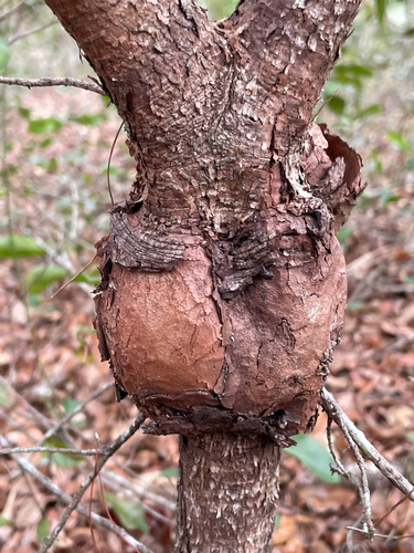 Pinus clausa (sand pine) (alternate view 7)