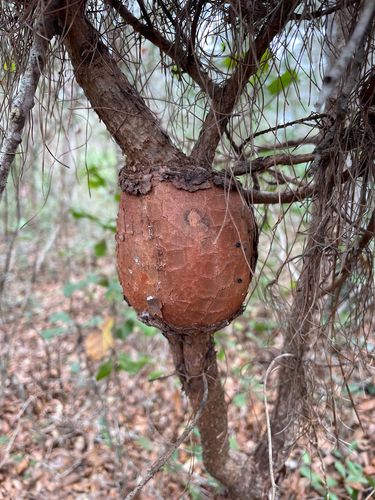 Pinus clausa (sand pine) (alternate view 6)