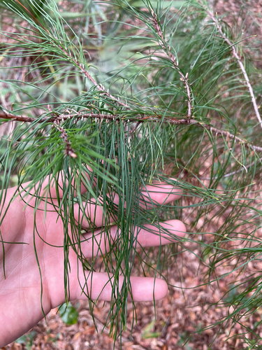 Pinus clausa (sand pine) (alternate view 8)