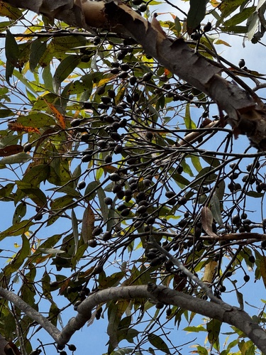 Corymbia gummifera (Red Bloodwood) (alternate view 9)