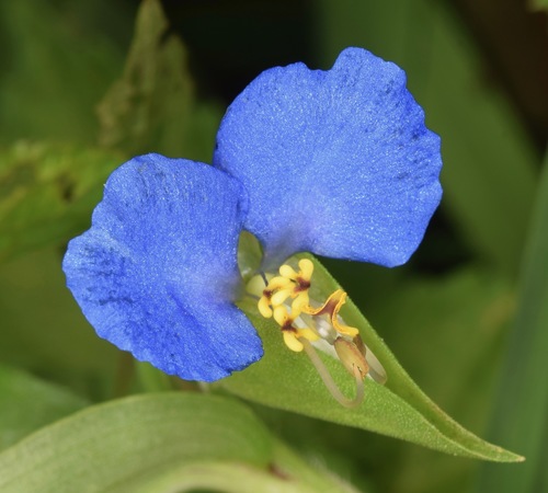 Commelina communis (Asiatic dayflower)