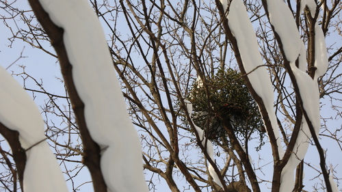 Viscum album (European mistletoe)