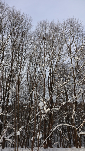 Viscum album (European mistletoe)