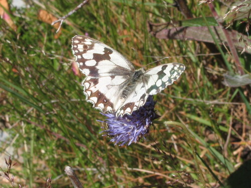 Jasione montana (Sheep's Bit Scabious)