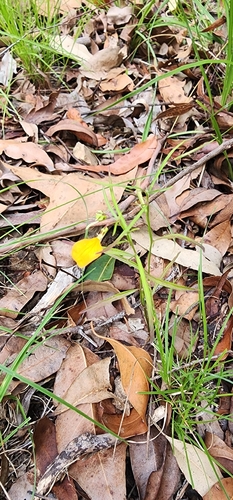 Pigea stellarioides (spade flower) (alternate view 5)