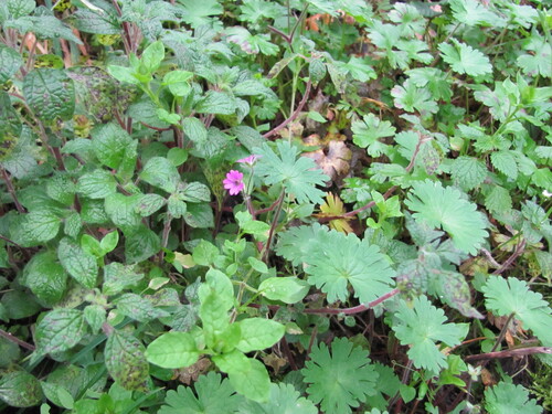 Geranium molle (dovefoot geranium) (alternate view 5)