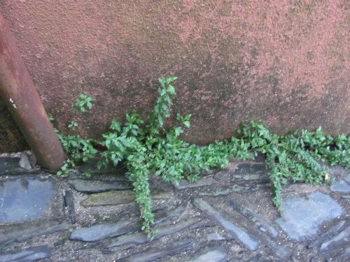 Erigeron karvinskianus (Mexican Fleabane)