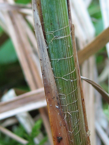 Carex acutiformis (lesser pond sedge)