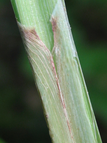 Carex acutiformis (lesser pond sedge)