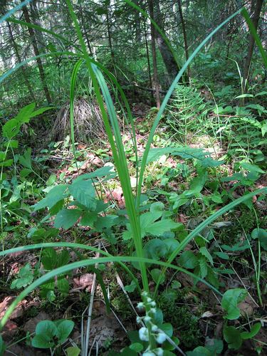 Carex acutiformis (lesser pond sedge)