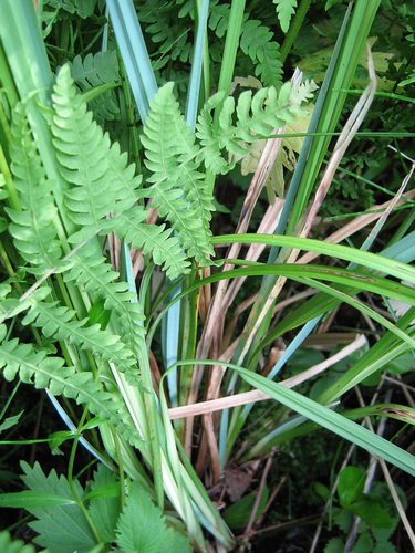 Carex acutiformis (lesser pond sedge)
