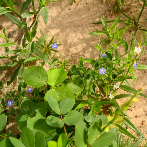 Evolvulus alsinoides (tropical speedwell) (alternate view 2)