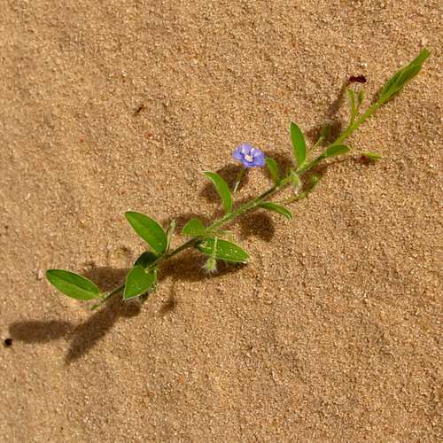 Evolvulus alsinoides (tropical speedwell)