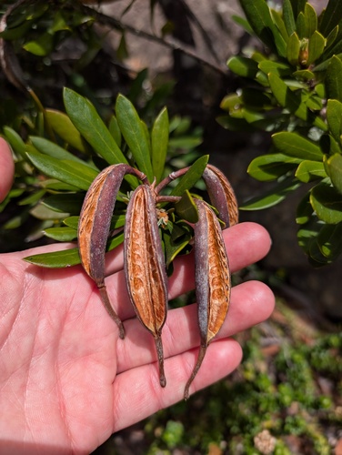 Telopea truncata (Tasmanian Waratah) (alternate view 6)