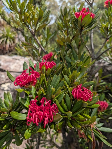 Telopea truncata (Tasmanian Waratah) (alternate view 5)