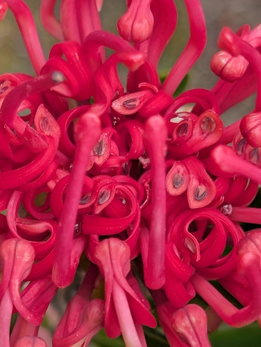 Telopea truncata (Tasmanian Waratah) (alternate view 9)