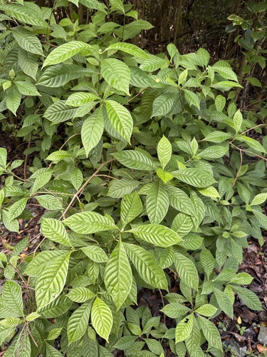 Psychotria nervosa (Shiny-leaved Wild Coffee)