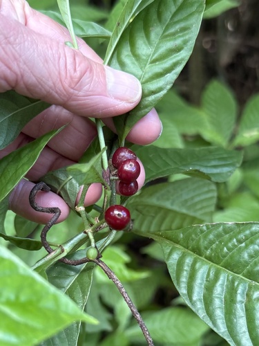 Psychotria nervosa (Shiny-leaved Wild Coffee) (alternate view 2)
