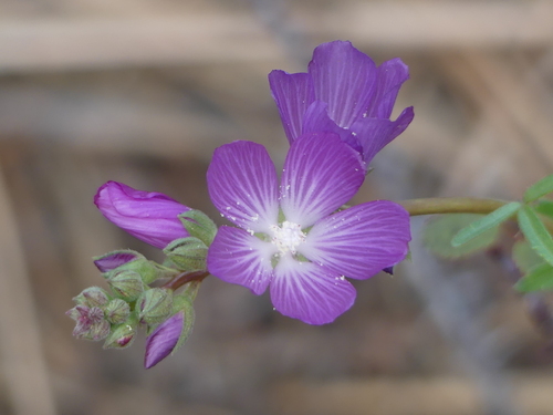 Sidalcea sparsifolia (Southern Checkerbloom)