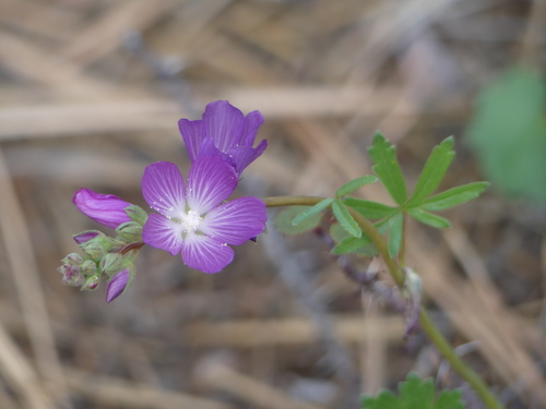 Sidalcea sparsifolia (Southern Checkerbloom) (alternate view 2)