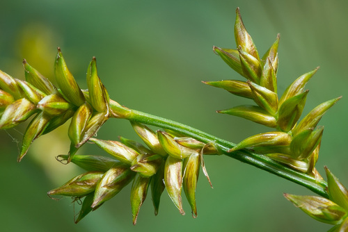 Carex elongata (elongated sedge)