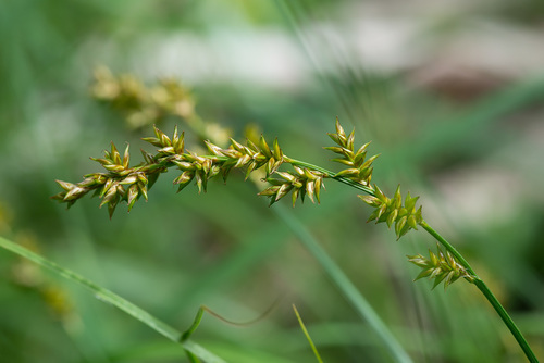 Carex elongata (elongated sedge) (alternate view 2)