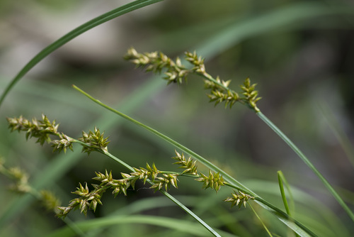 Carex elongata (elongated sedge) (alternate view 3)