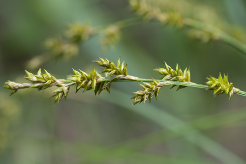 Carex elongata (elongated sedge) (alternate view 4)