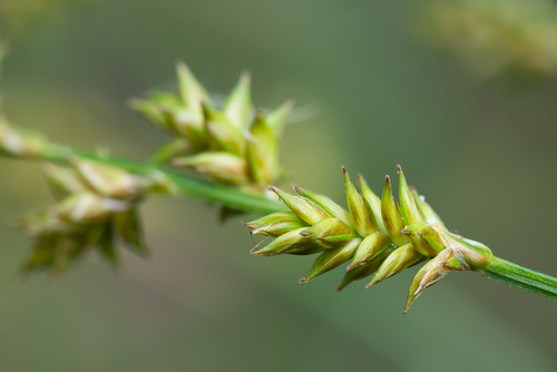 Carex elongata (elongated sedge) (alternate view 5)