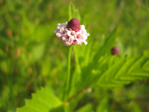 Phyla lanceolata (lanceleaf frogfruit) (alternate view 3)