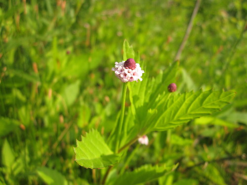 Phyla lanceolata (lanceleaf frogfruit) (alternate view 4)