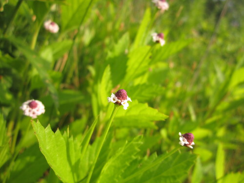 Phyla lanceolata (lanceleaf frogfruit) (alternate view 5)