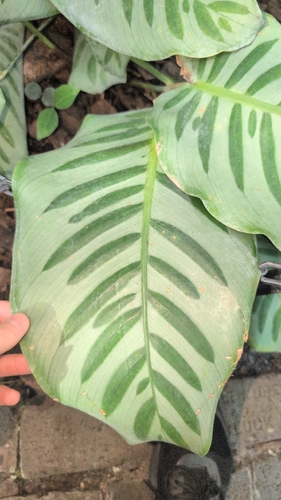 Goeppertia kegeljanii (Calathea Musaica) (alternate view 4)