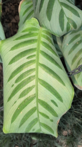 Goeppertia kegeljanii (Calathea Musaica) (alternate view 5)