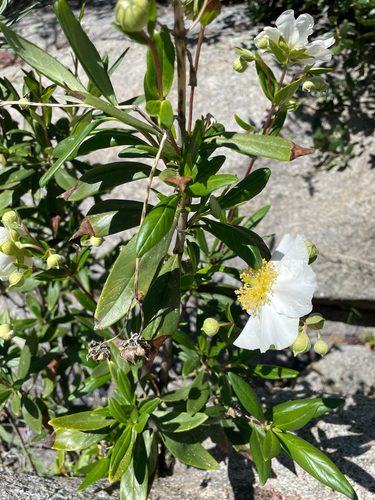 Carpenteria