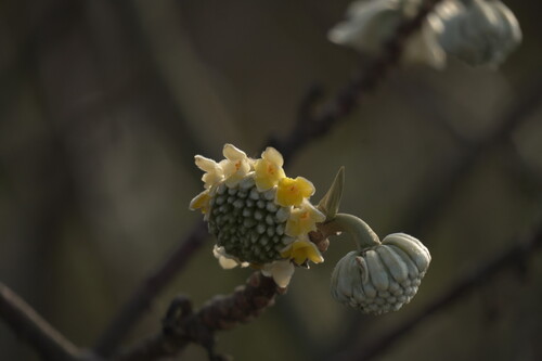 Edgeworthia chrysantha (edgeworthia, paperbush) (alternate view 13)