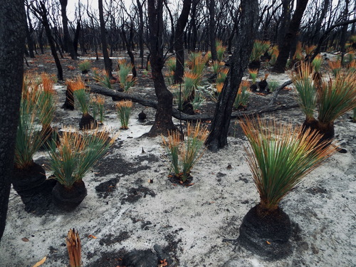 Xanthorrhoea australis (Austral Grass-tree)