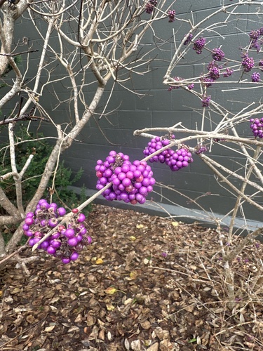 Callicarpa bodinieri (beautyberry) (alternate view 3)