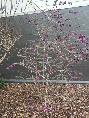 Callicarpa bodinieri (beautyberry) (alternate view 4)