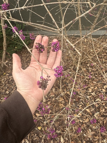 Callicarpa bodinieri (beautyberry) (alternate view 5)