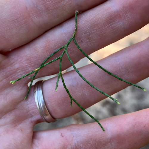 Callitris glaucophylla (White Cypress-pine) (alternate view 2)