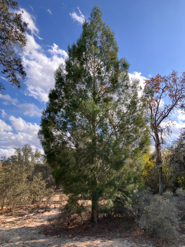 Callitris glaucophylla (White Cypress-pine)