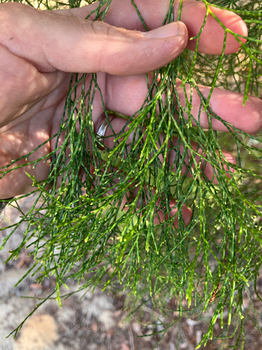 Callitris glaucophylla (White Cypress-pine) (alternate view 3)
