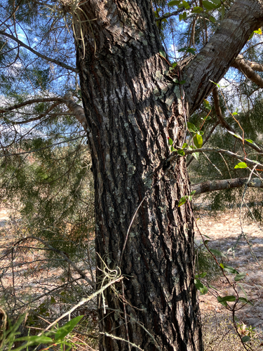 Callitris glaucophylla (White Cypress-pine) (alternate view 4)