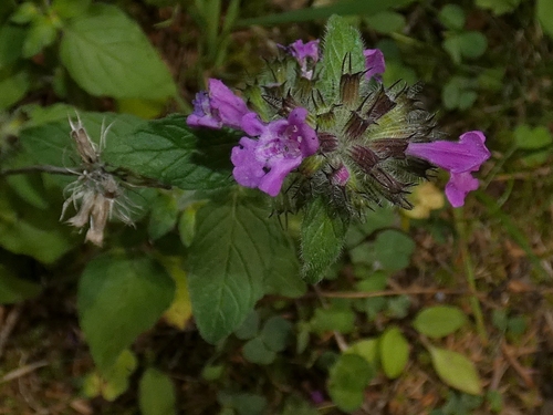 Clinopodium (Calamints) (alternate view 7)