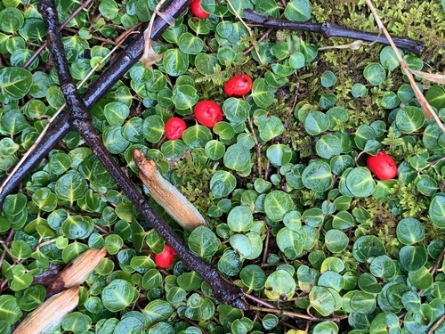 Mitchella repens (partridgeberry)