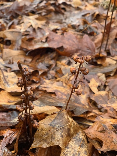Pyrola americana (American wintergreen) (alternate view 2)