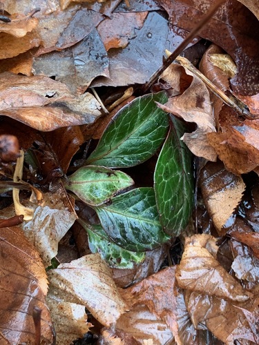 Pyrola americana (American wintergreen) (alternate view 3)